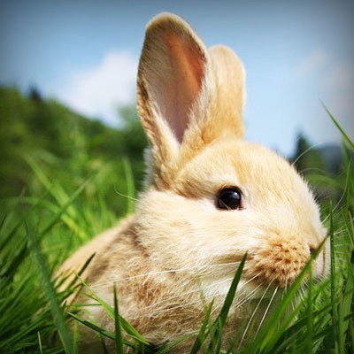 prima o poi avrò un coniglietto